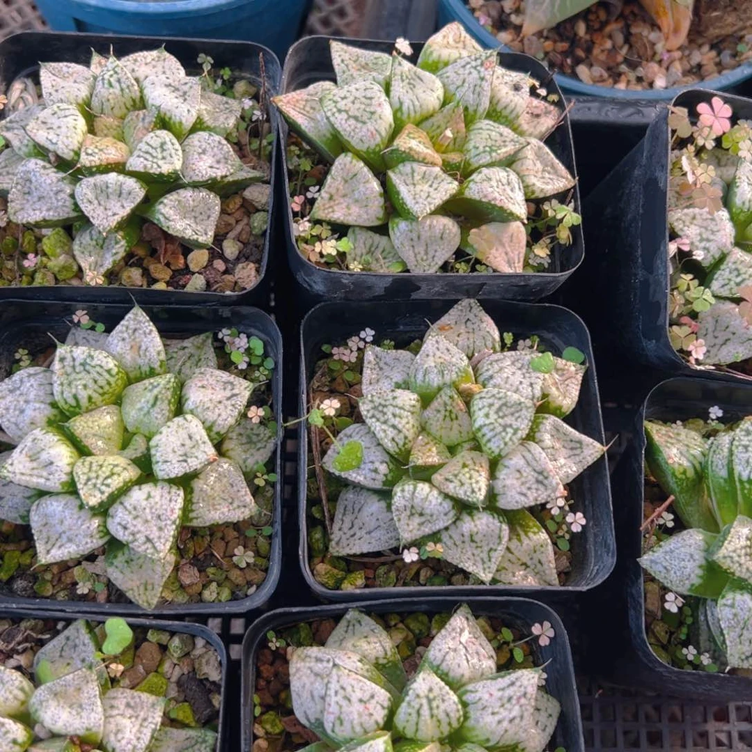 潘多拉魔盒多肉多肉一颗