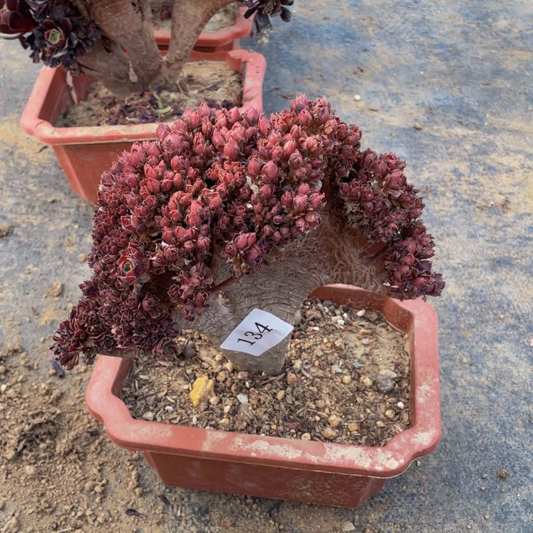 134号玫瑰法师微瑕朵朵