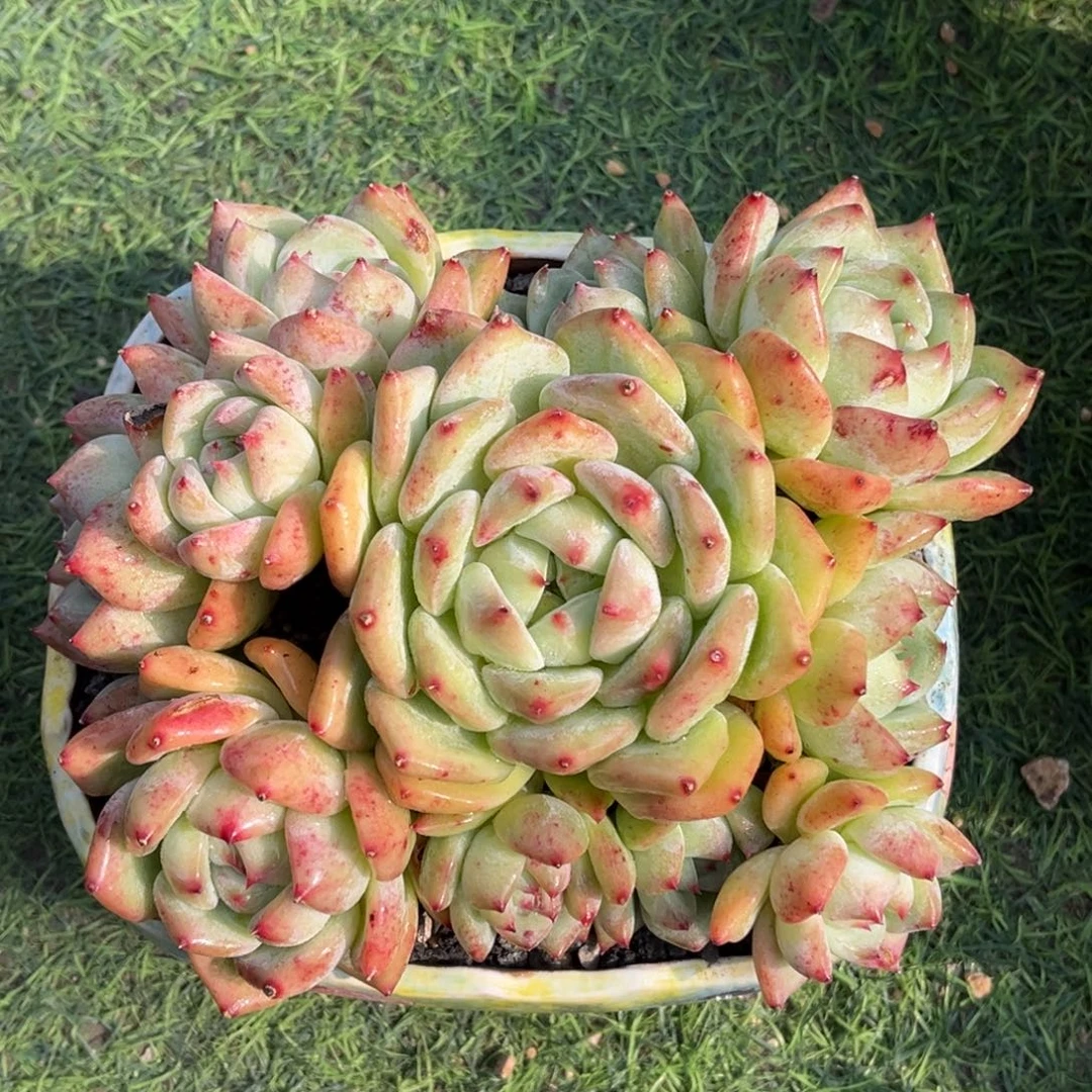 白拉糖群一物一拍