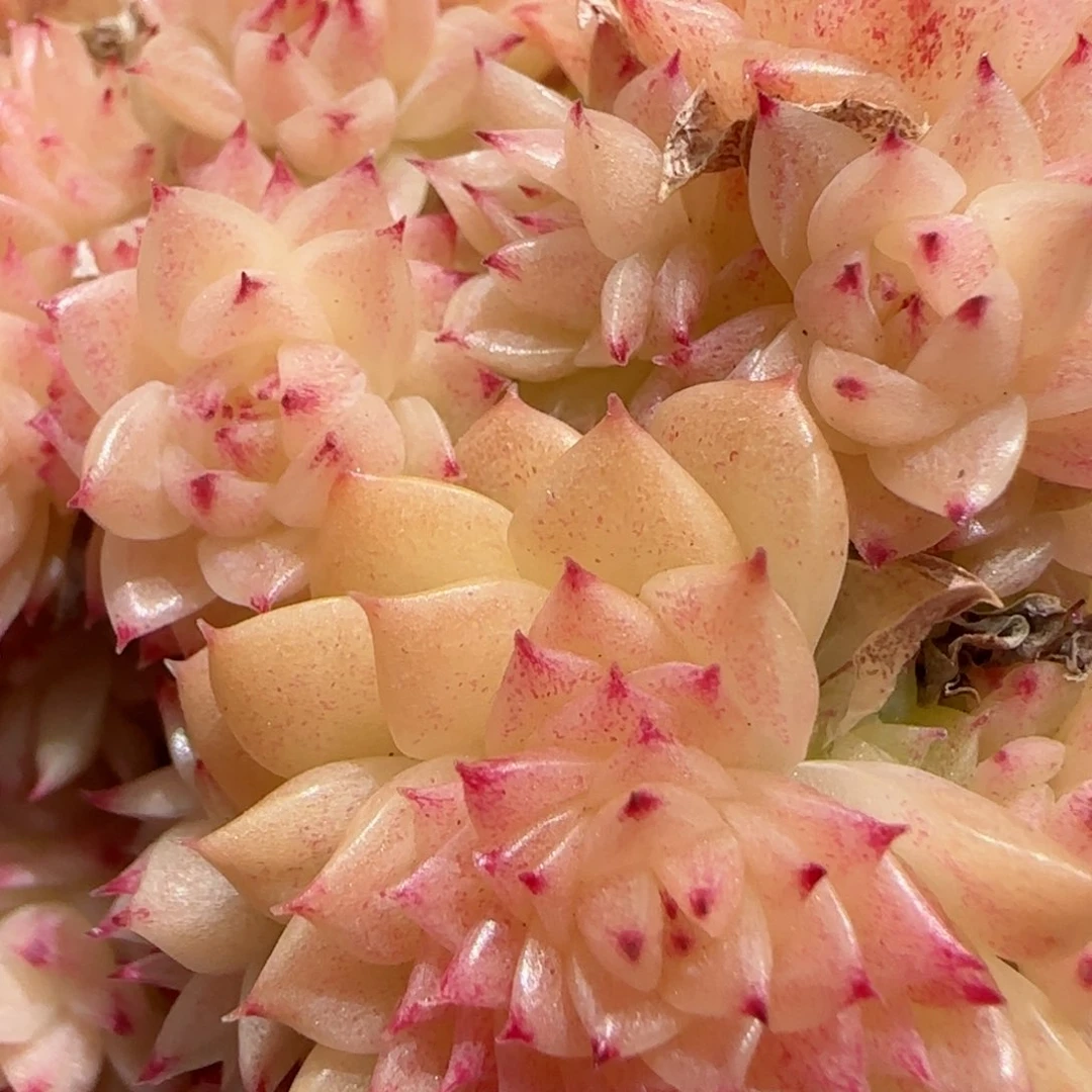 花语逸镜0130-556散