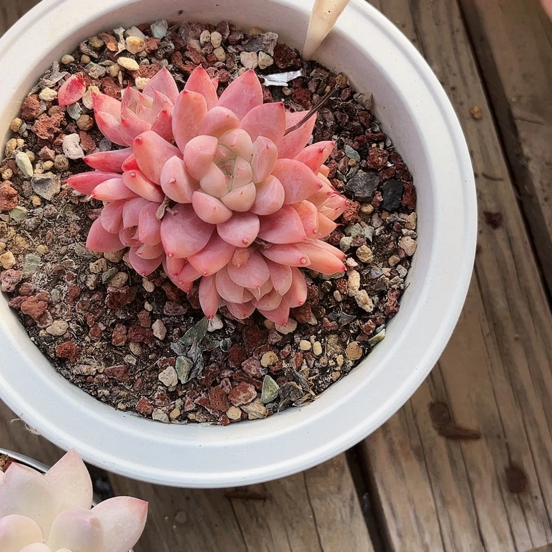 醉***18多肉植物提取萃取成分与