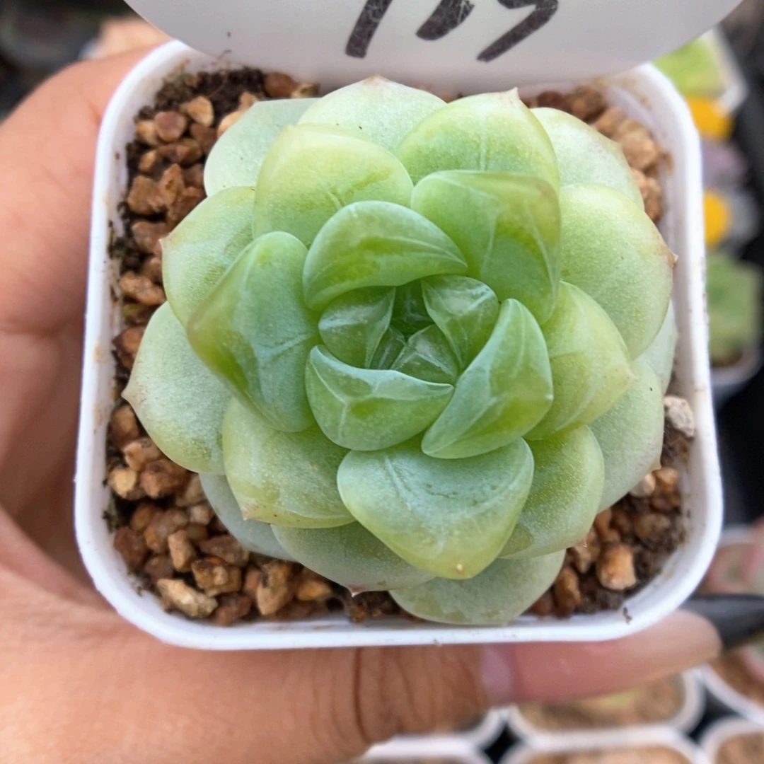 财富密码可拍723号