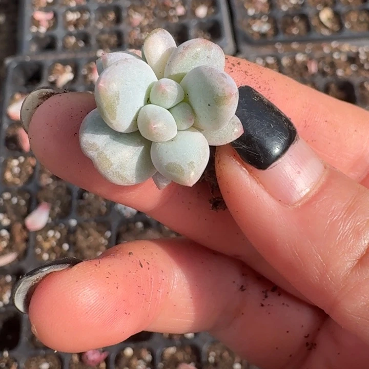 白马一物一拍好看13