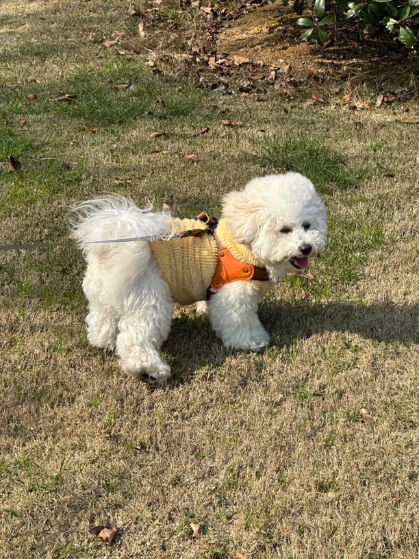 直播间过款宠物衣服no退no换特价清