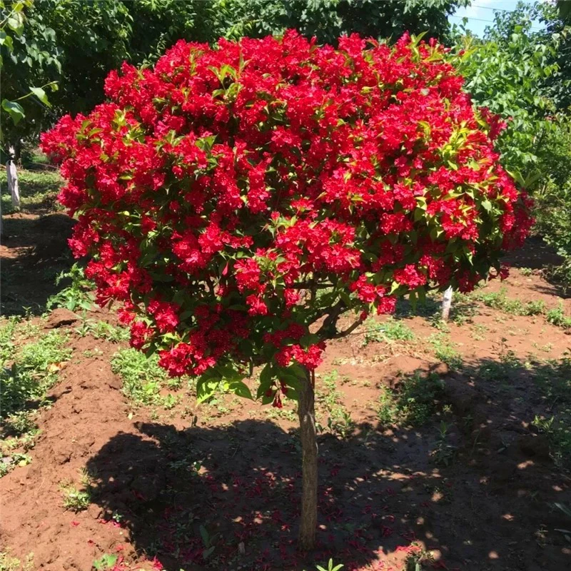 红王子苗高杆锦带树庭院耐寒风景树绿篱花卉盆栽太阳花木槿花种子