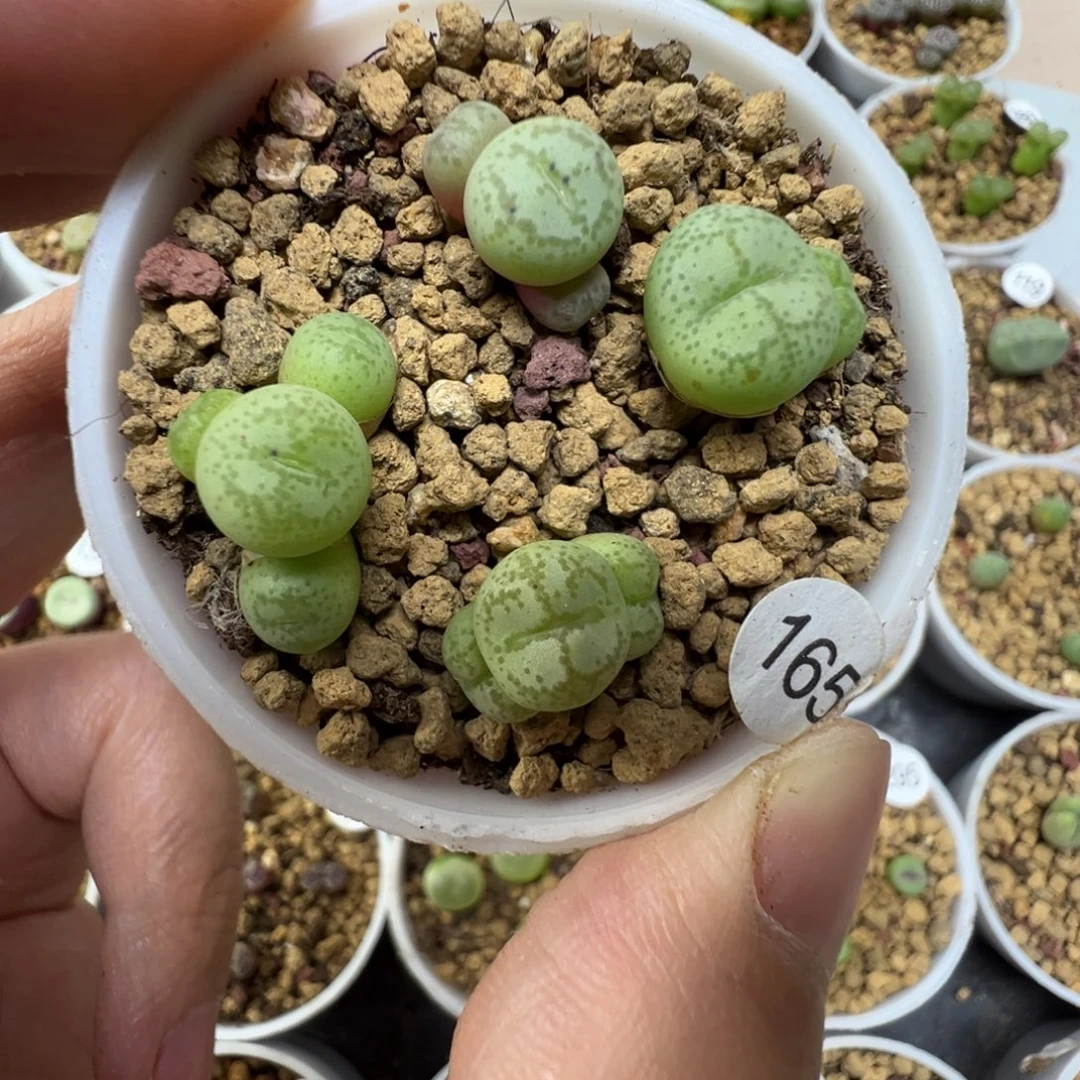 猴脸一颗脱土1650000