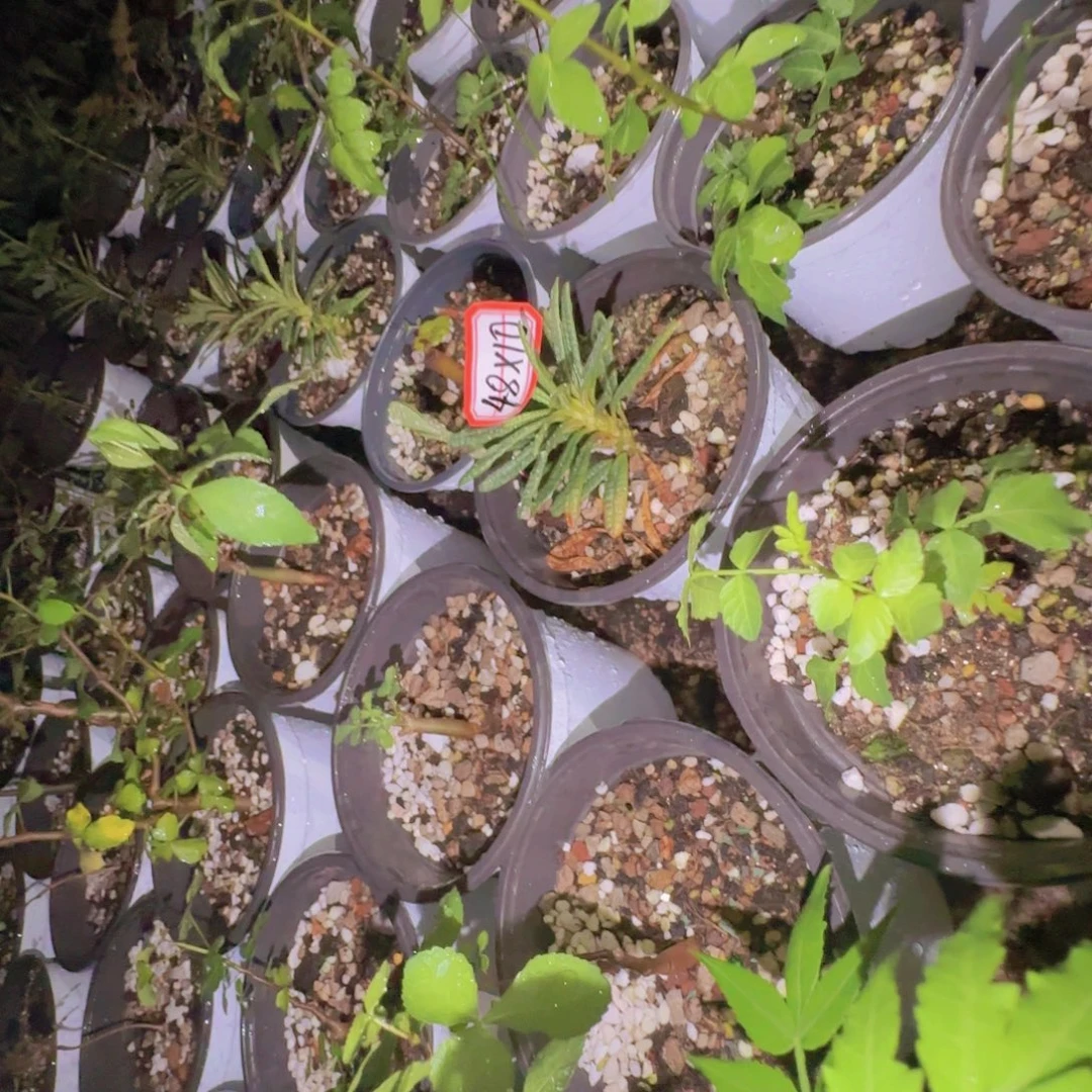块根植物块根植物