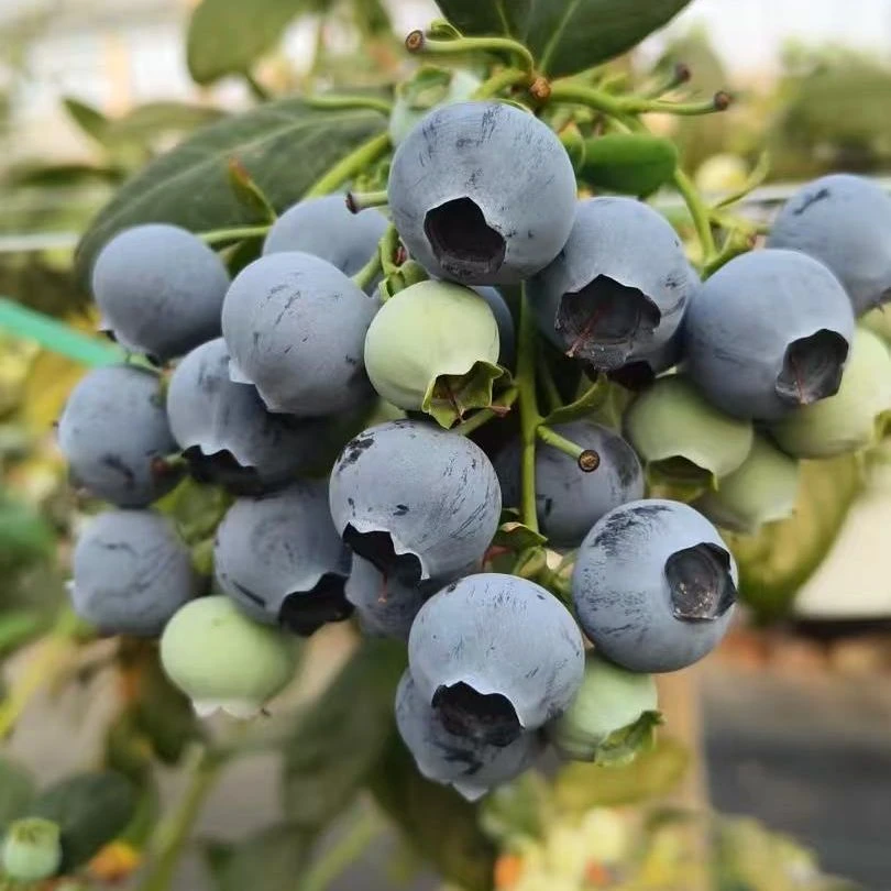 【基地直发】花苗蓝莓苗盆栽带土带盆南北方均可种植