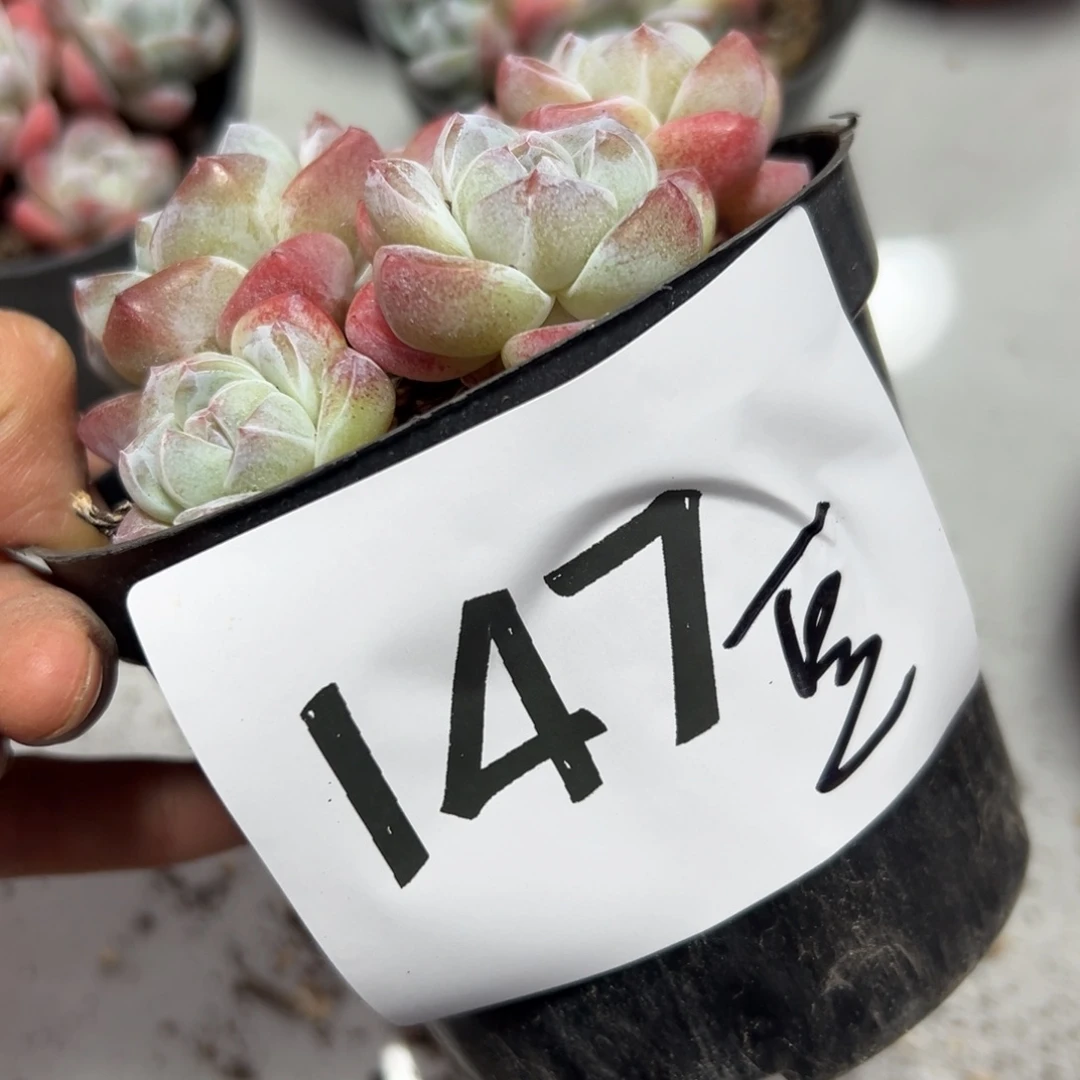 泡***豆147、多发哥哥个哈哈哈就