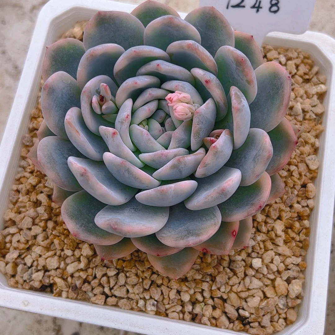 盈***笑橙梦露锦1248号一物一拍