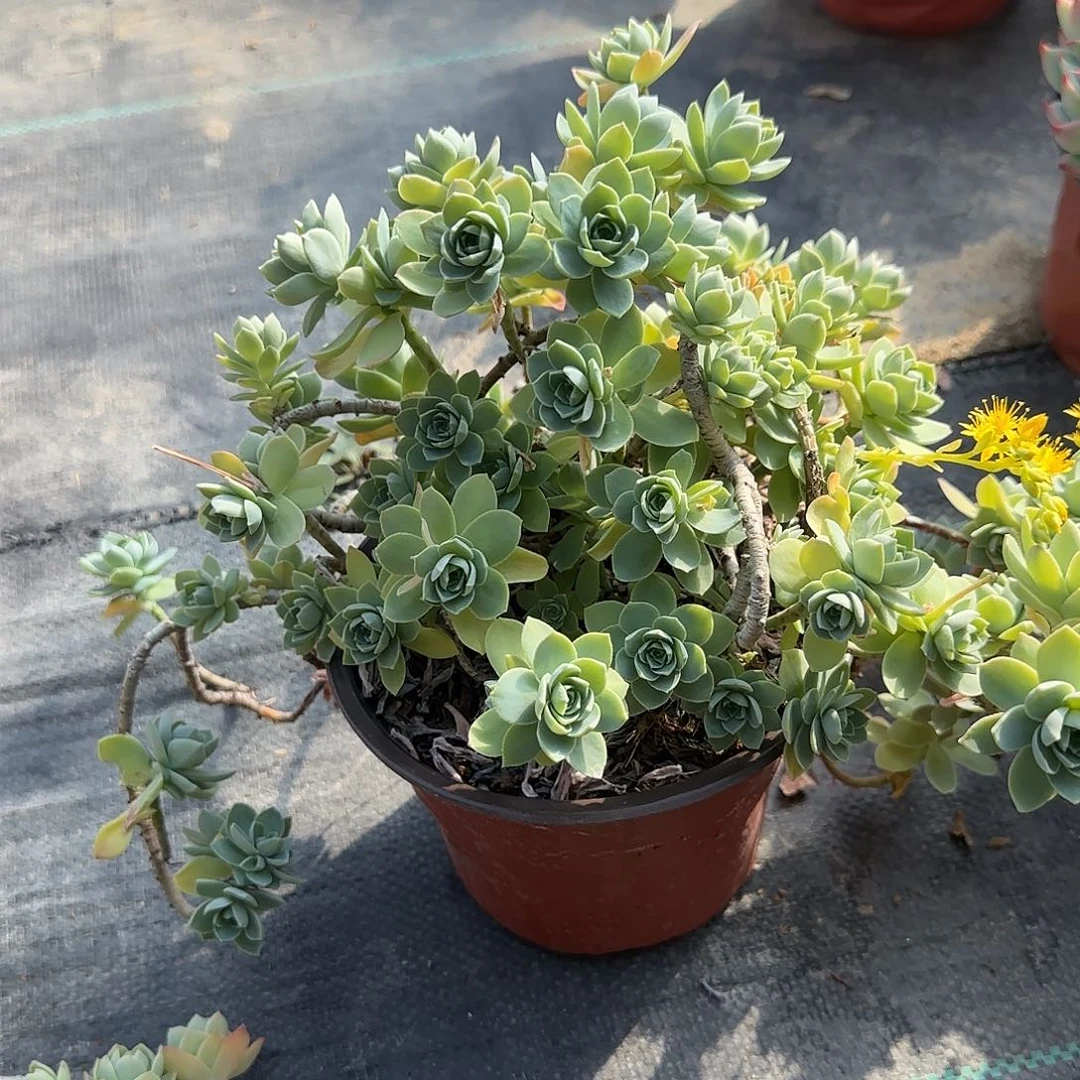 薄化妆老桩多肉植物