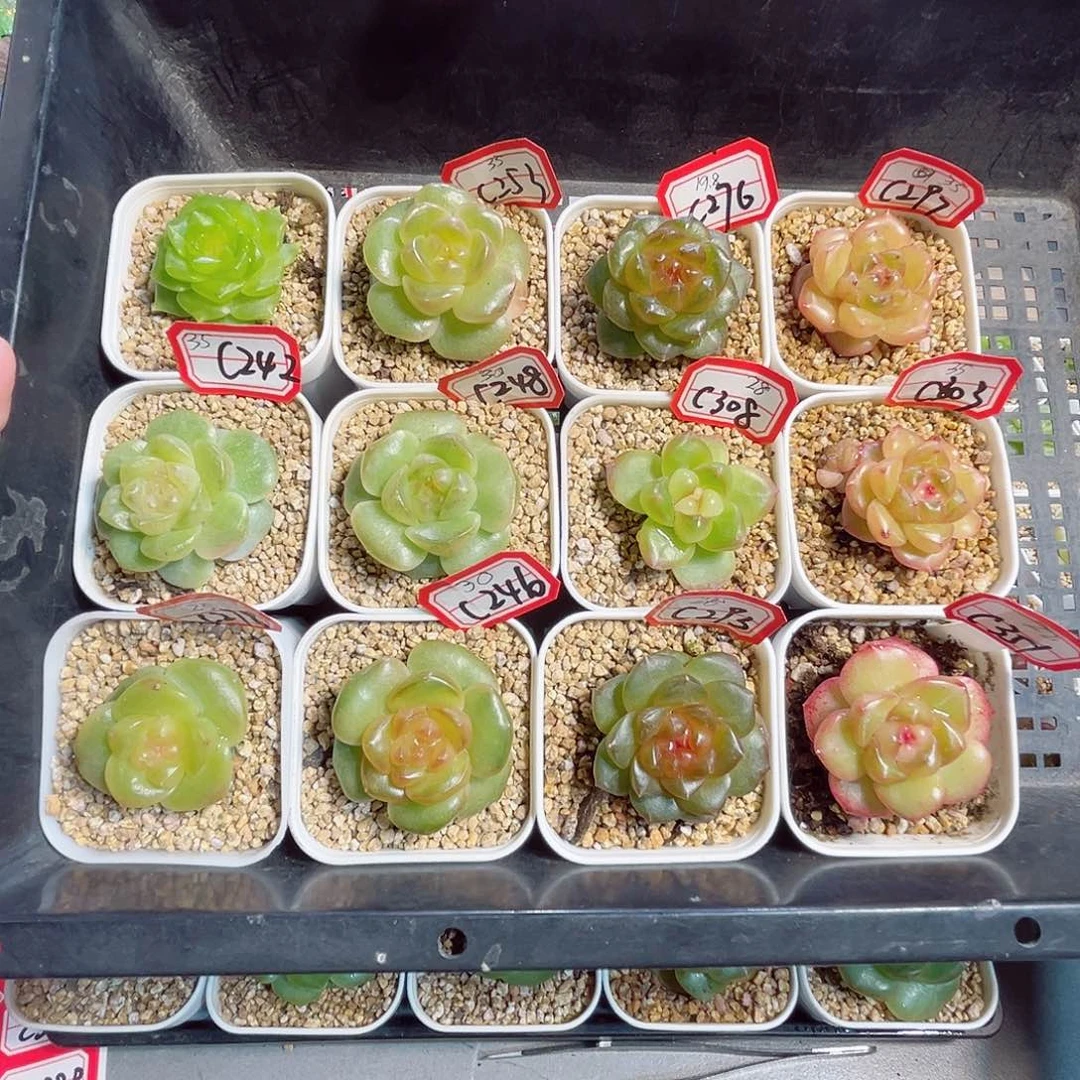 拾***°C359 一物一拍 打包12个