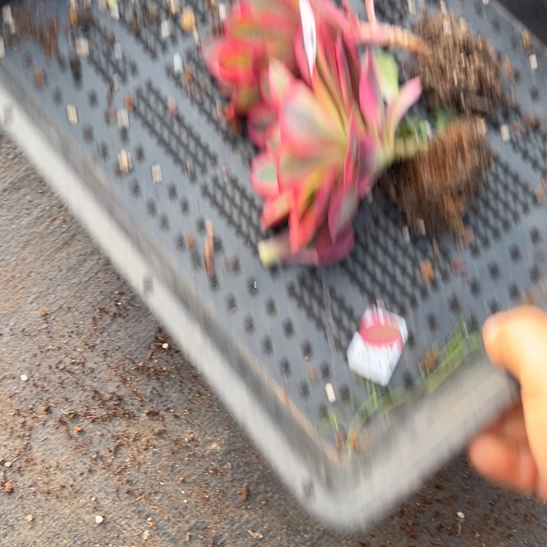 莉***莉124爱丽丝如意多肉多肉