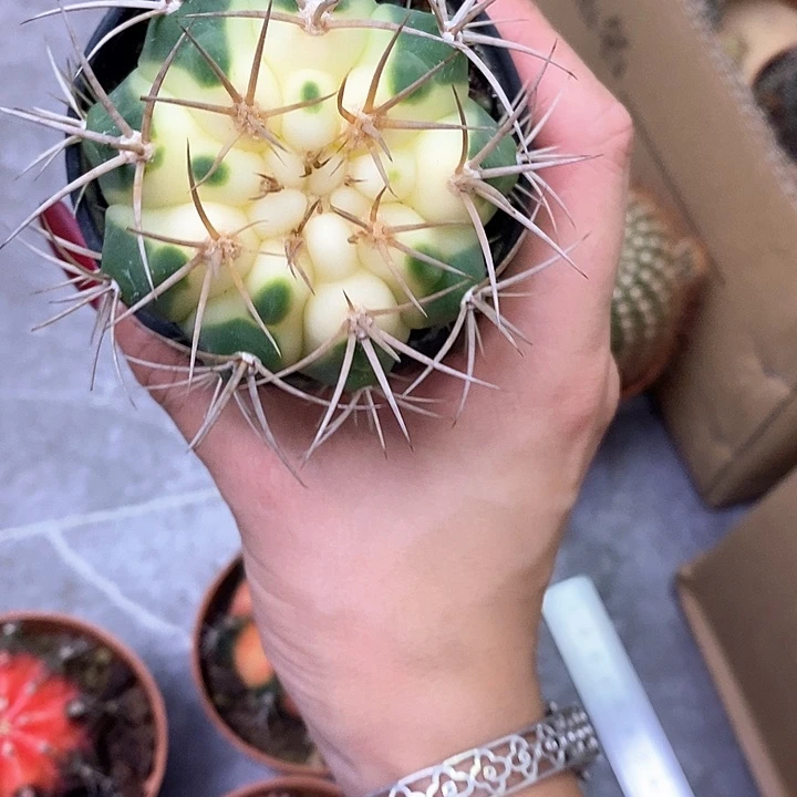 用***8一物一拍一棵仙人球