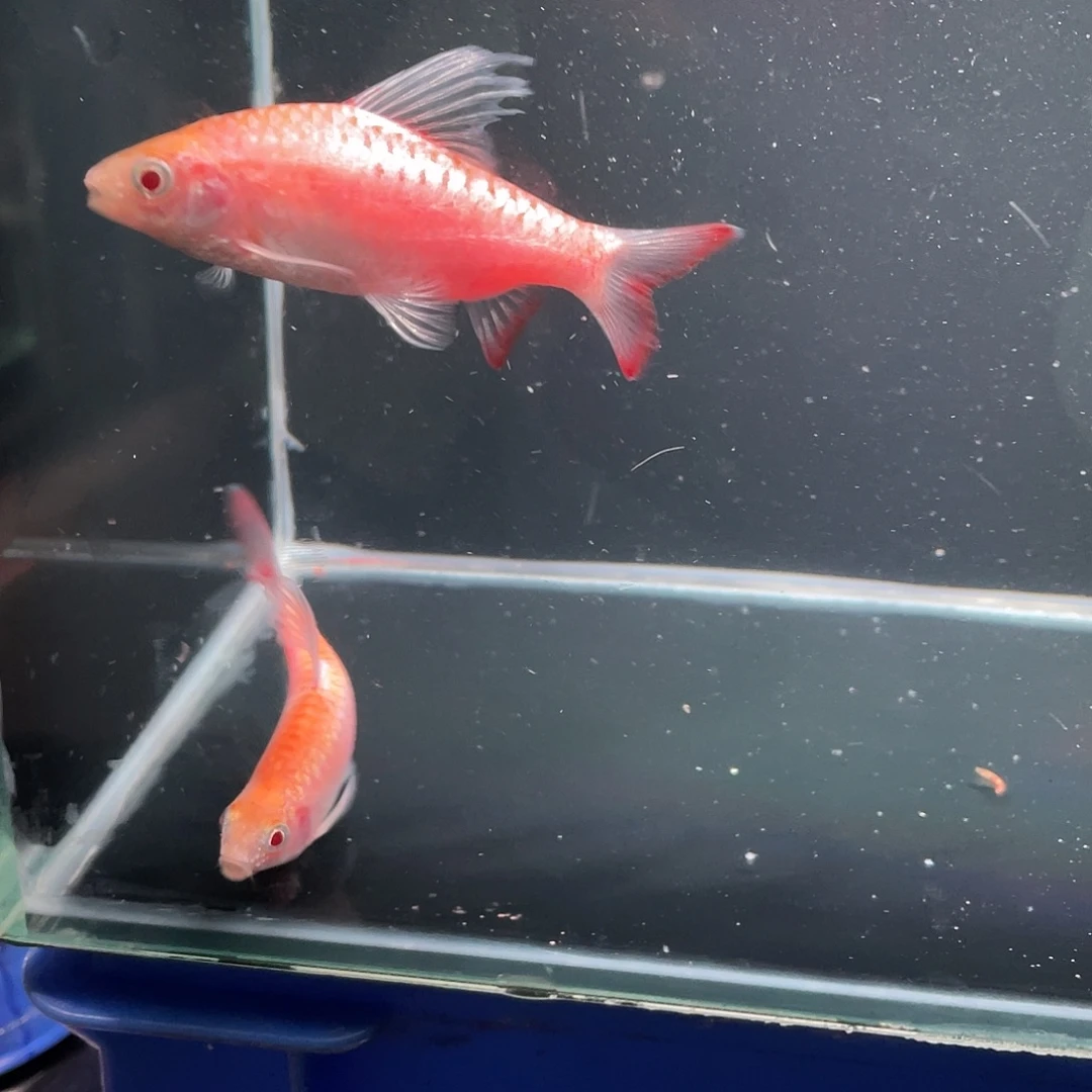 海水拉丝白子荧光鲫2条
