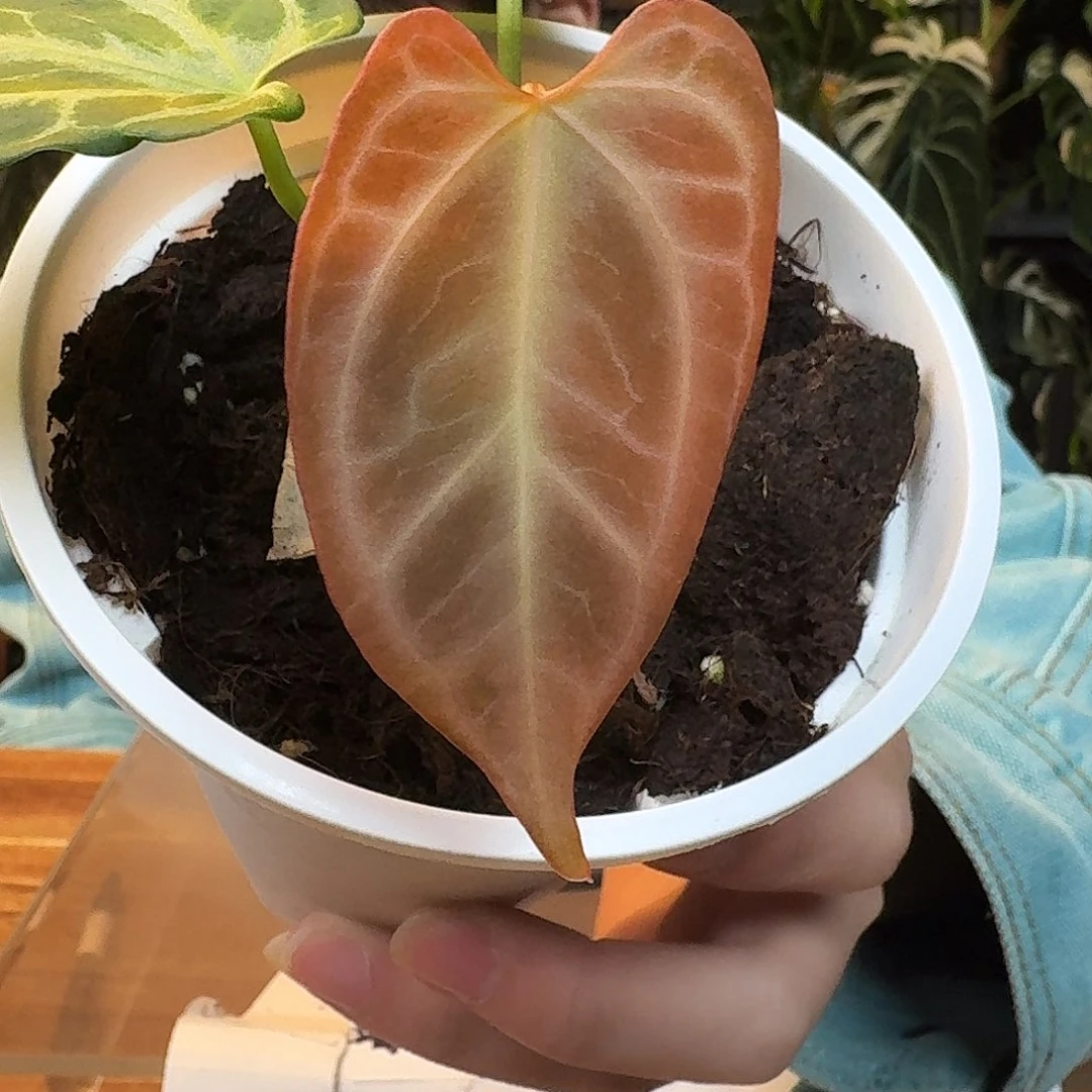 不开花植物K182银虎杂粉柠檬