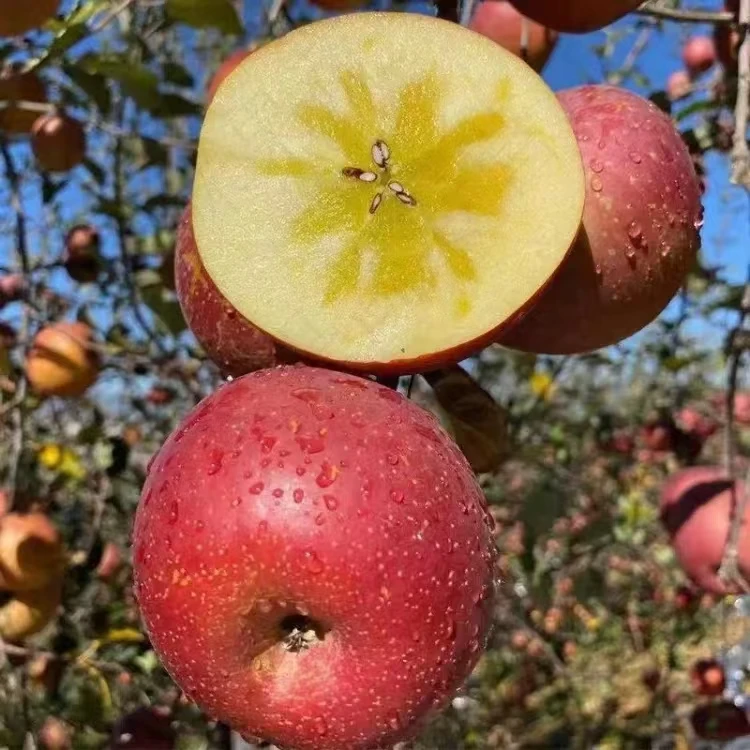 云南昭通糖心丑苹果新鲜脆甜多汁健康美味水果