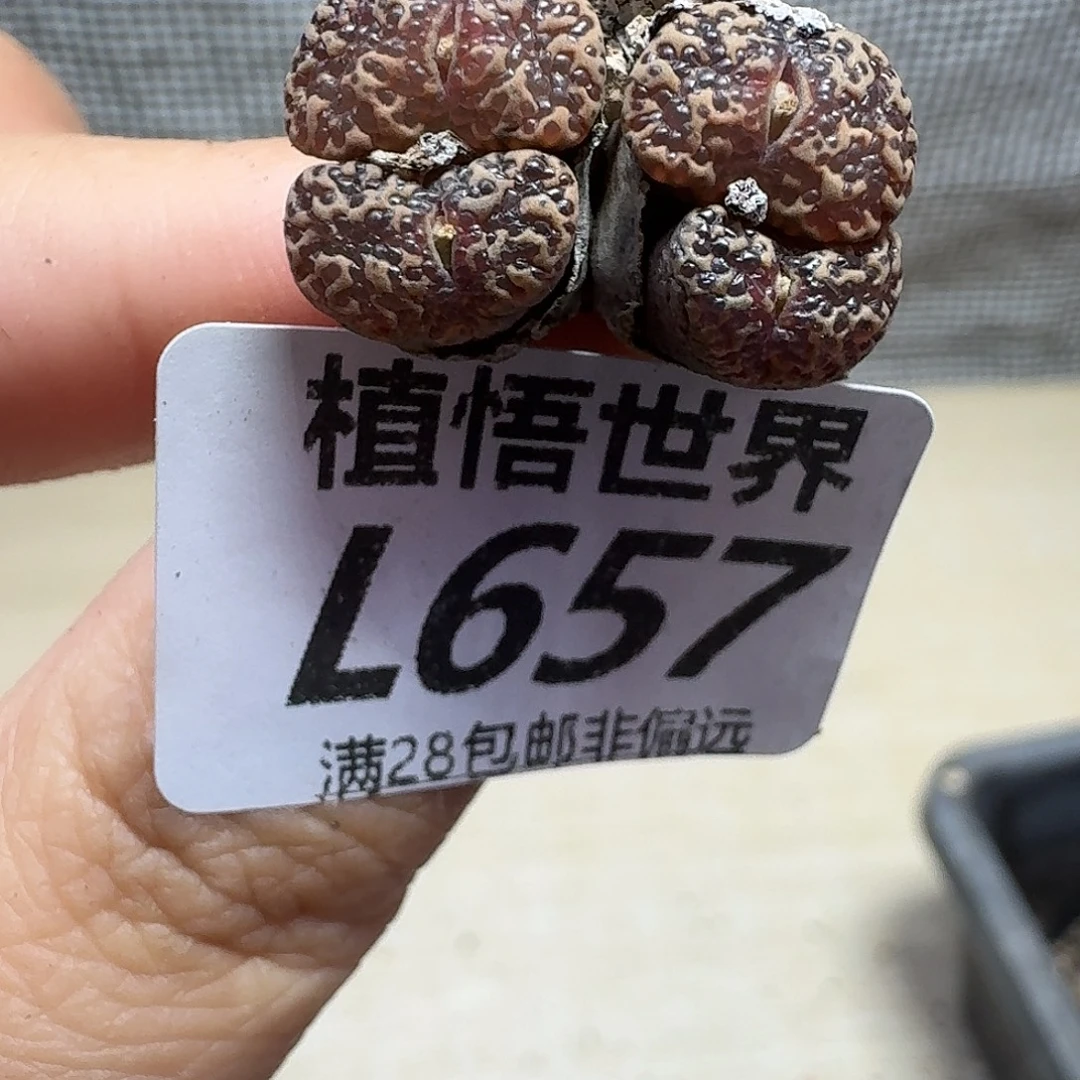 的W的人生drzdrzw