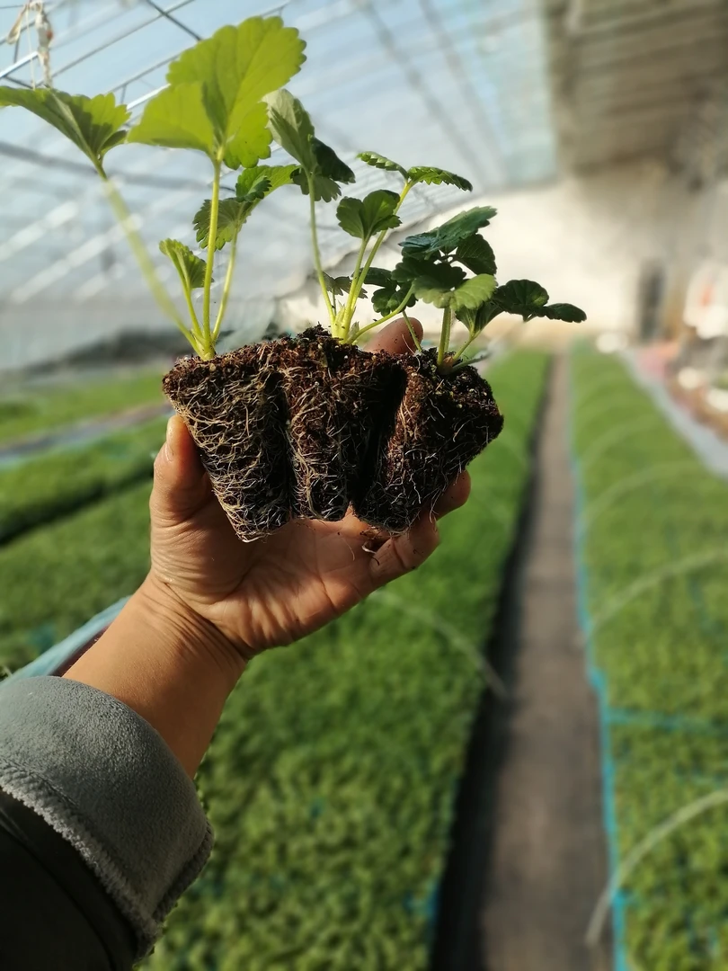 草莓苗，香野，章姬，建德白露，三剑客组合20棵，自主选择。