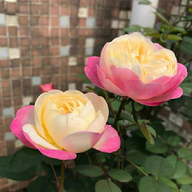 和室日月新品月季多季勤花包子颜色多变迷幻盆栽植物