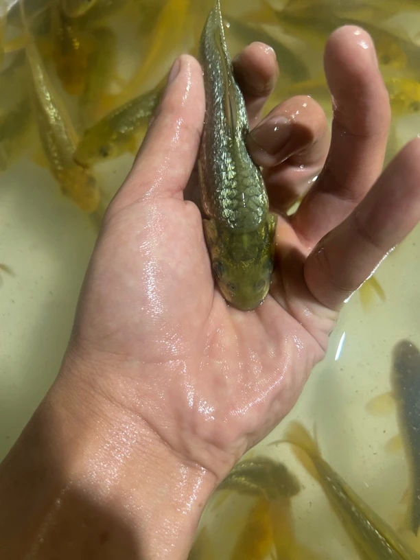 精选黄猿茶芥锦鲤二选鱼三条