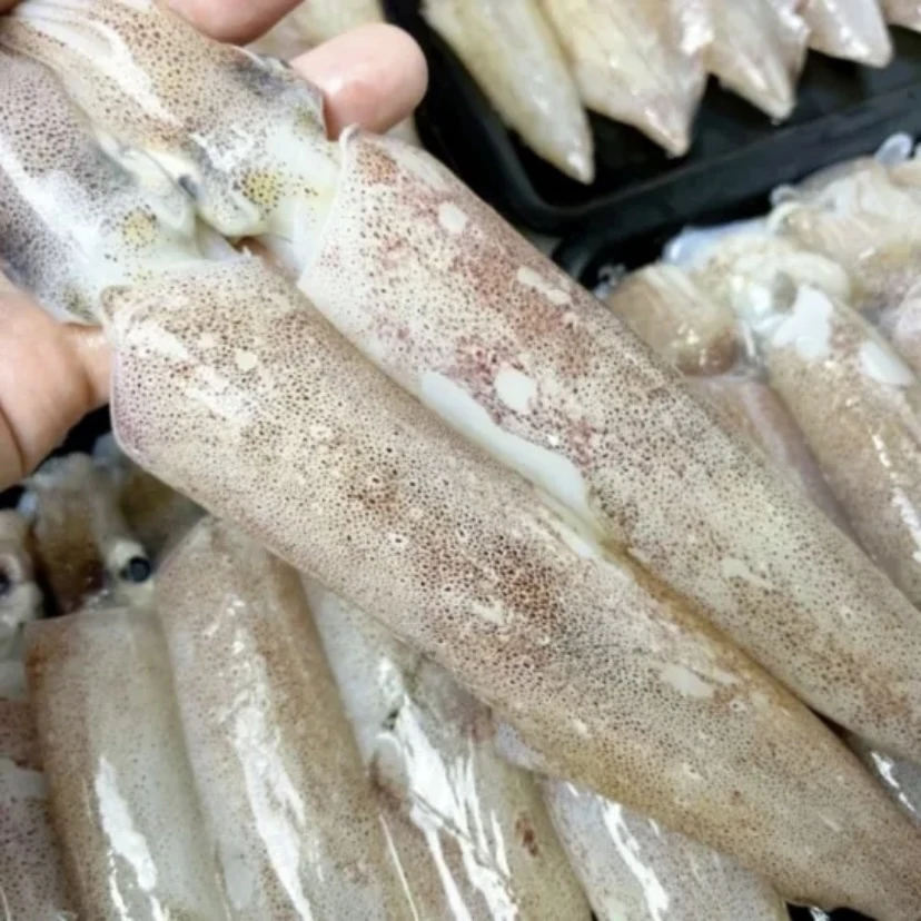 鲜冻笔管鱼 海兔 小鱿鱼 新鲜速冻 顺丰包邮 4斤装