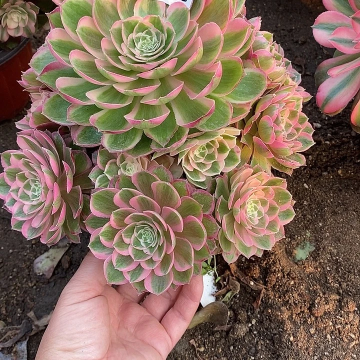 多肉植物孔雀玲576多肉