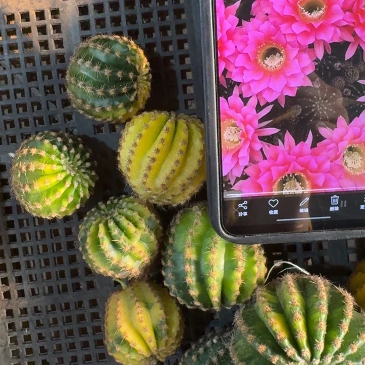 40彩草浓桃筋锦歪4公分左右无根侧牙，20包邮