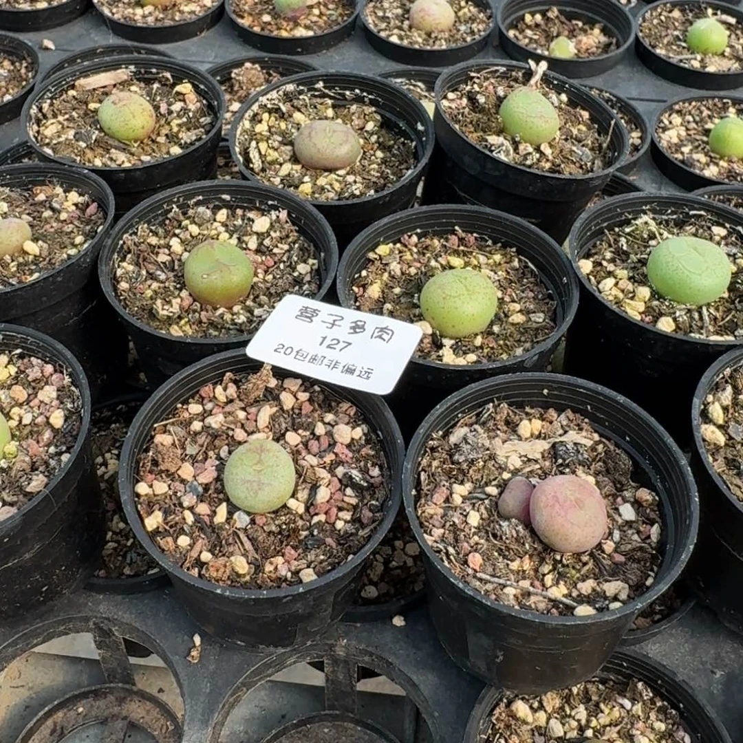 舒**灵127十一颗0000000带盆。