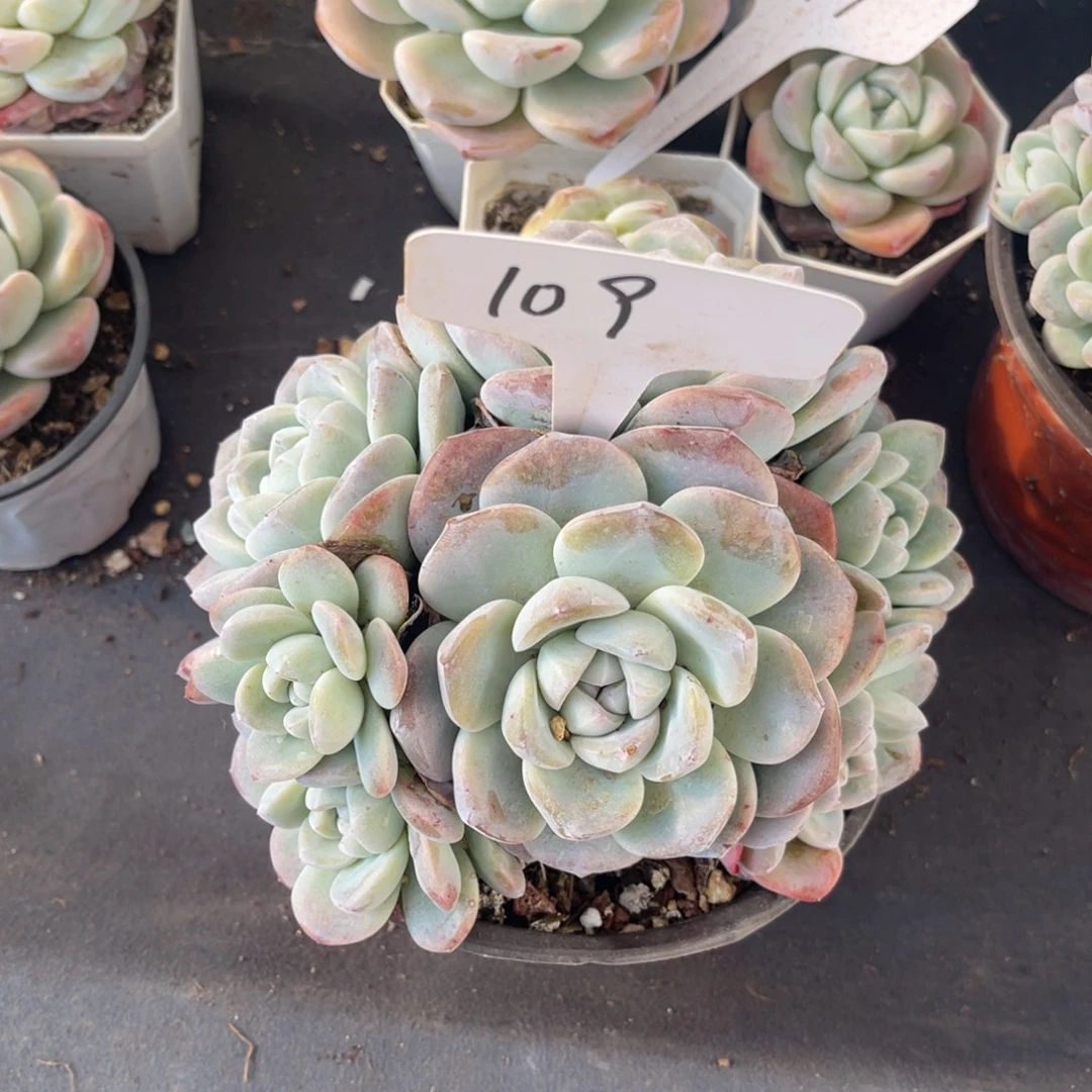 老阿姨花卉一物一拍109