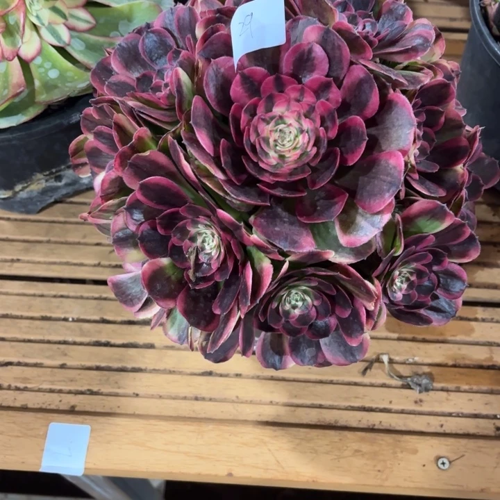 云南海神好看29号