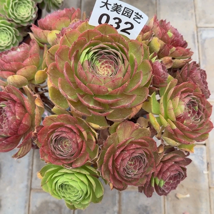 @***?花月夜捧花032肉肉