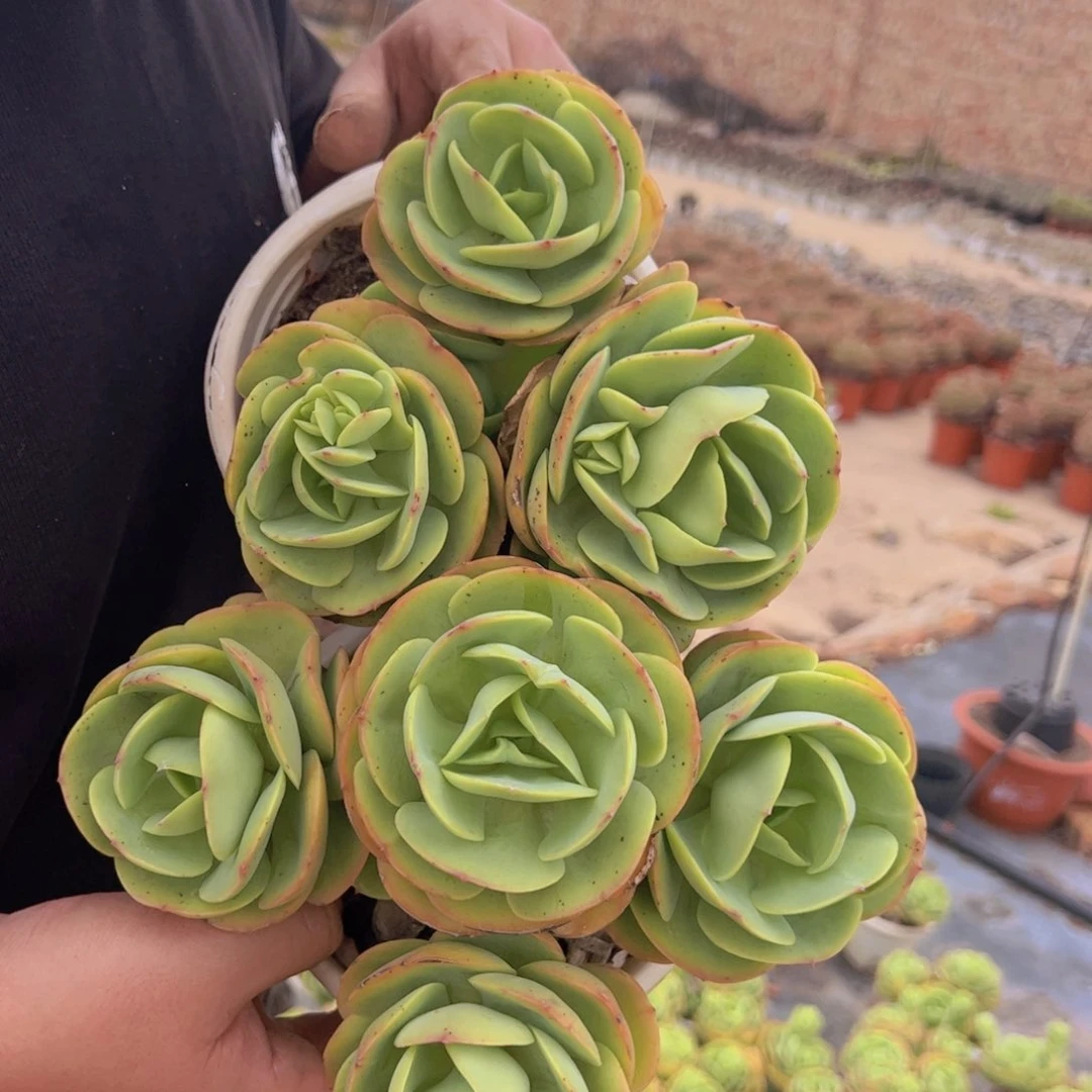 鸡蛋碧桃三头起发两盆