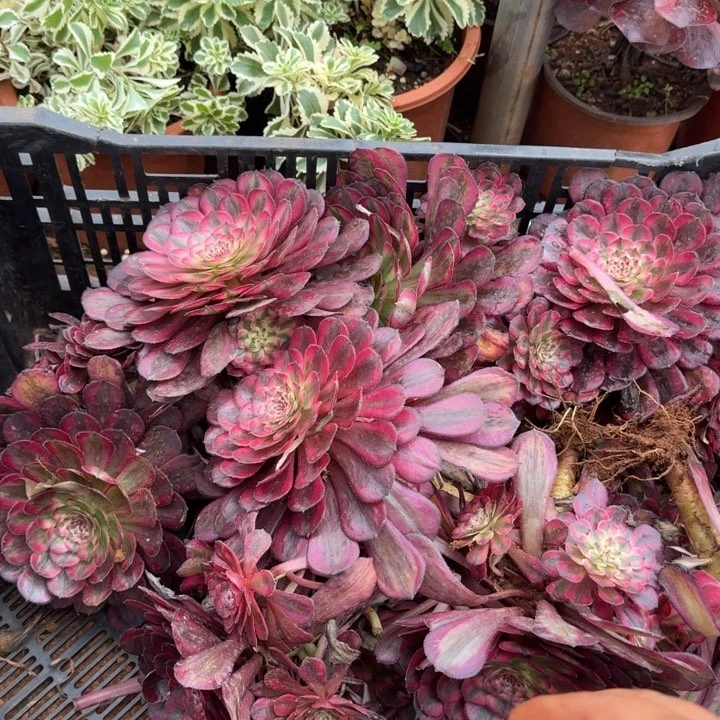 白月光啊啊啊啊啊