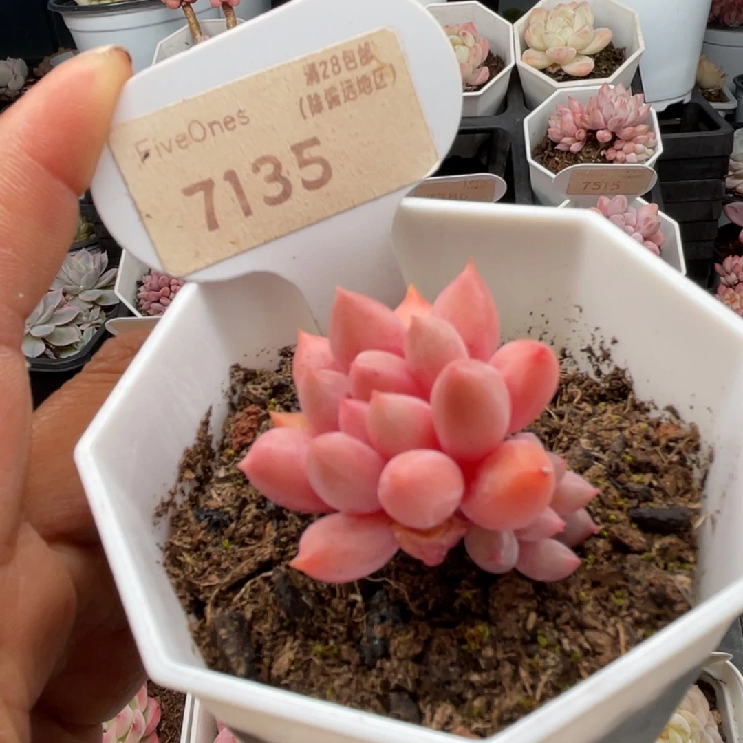 红蜻蜓7135-3.8厘米
