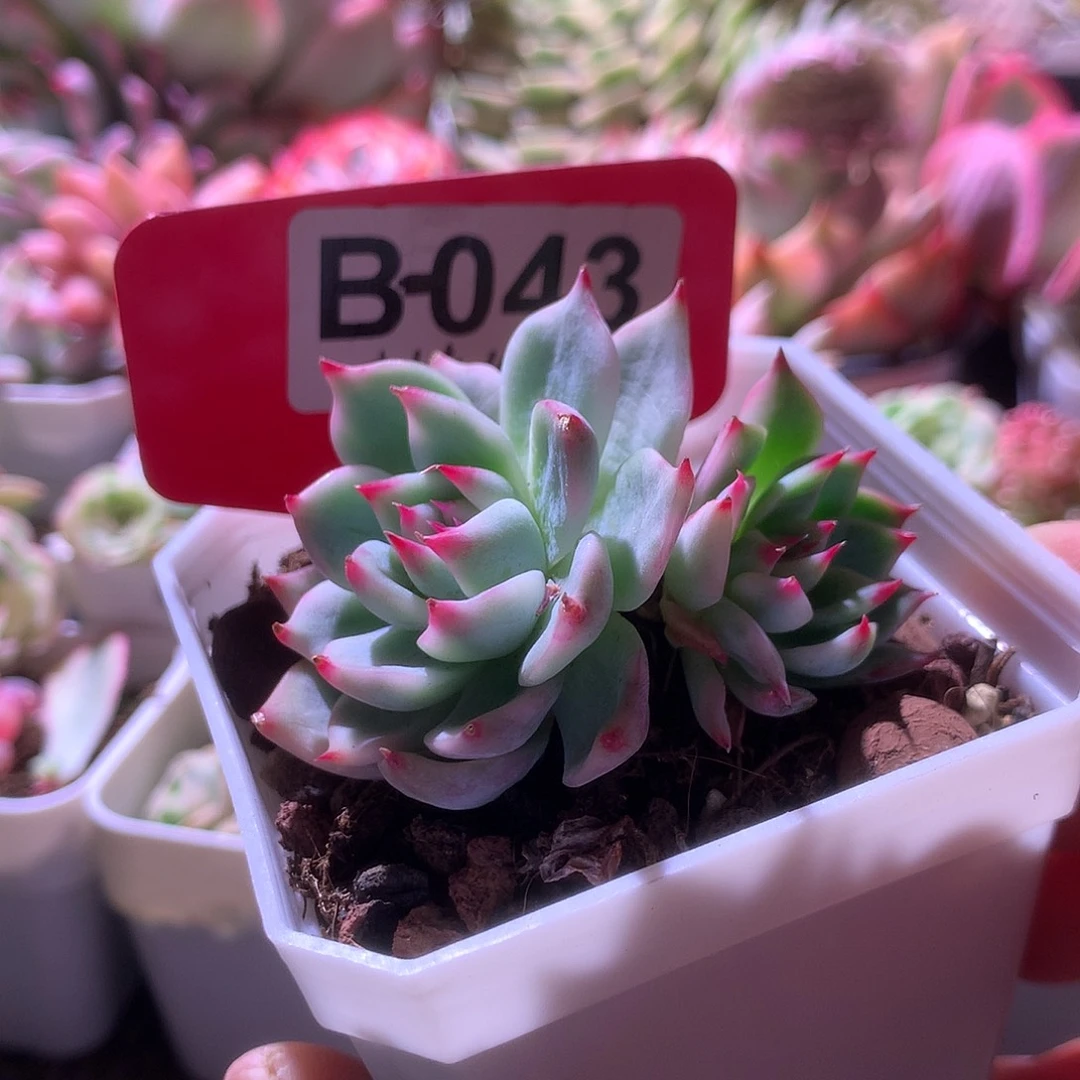 吉娃娃覆轮锦有根