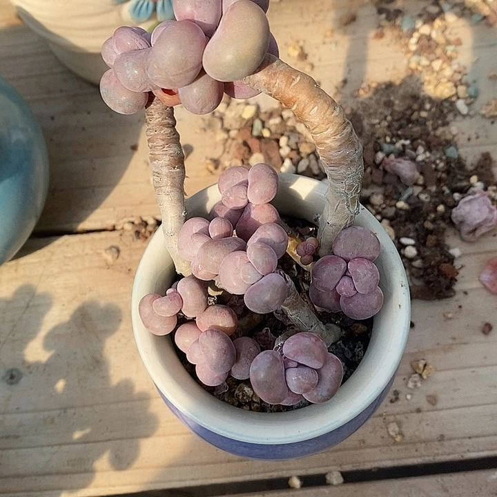 胭脂精品多肉挑蛋001