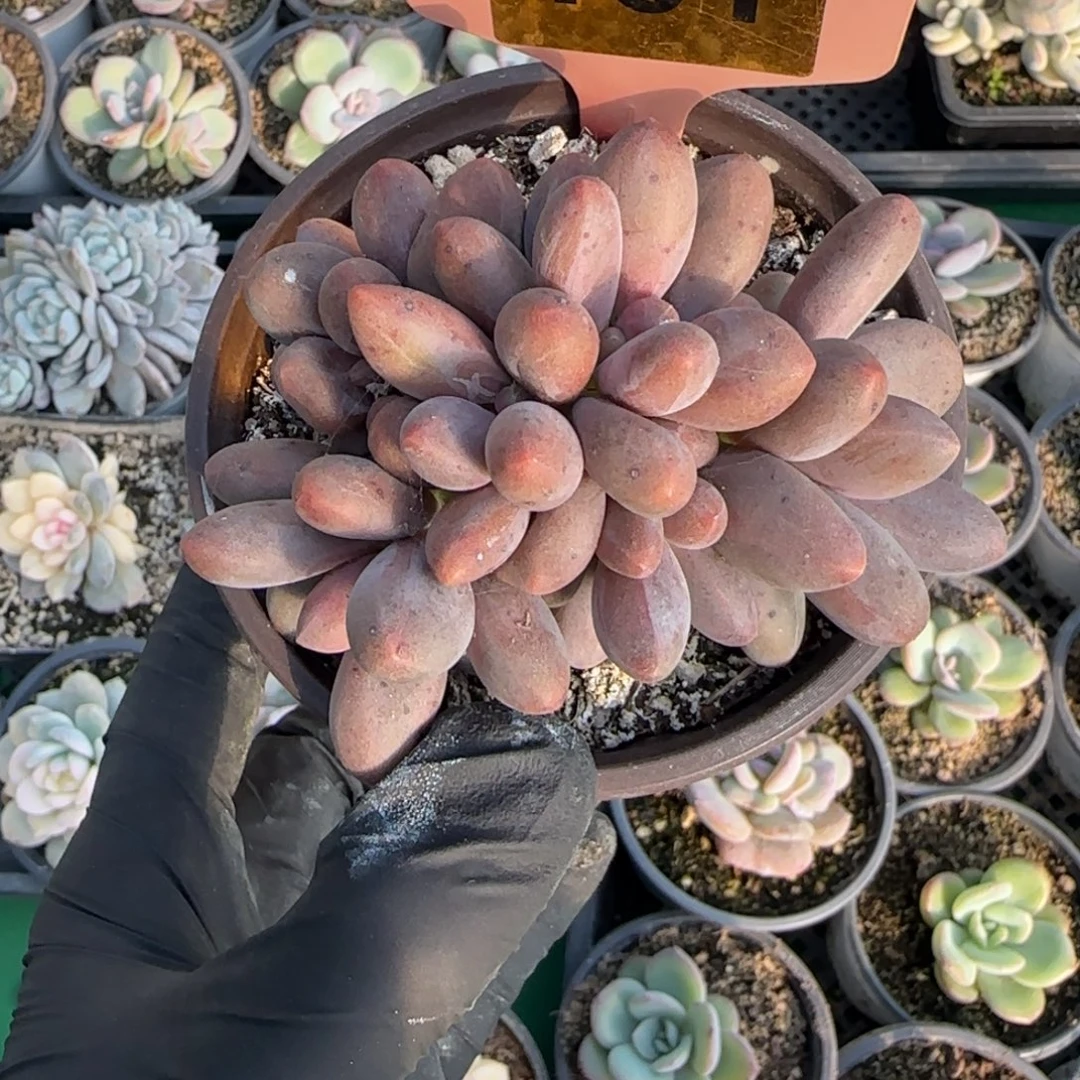 161号糖果美人自然群一颗