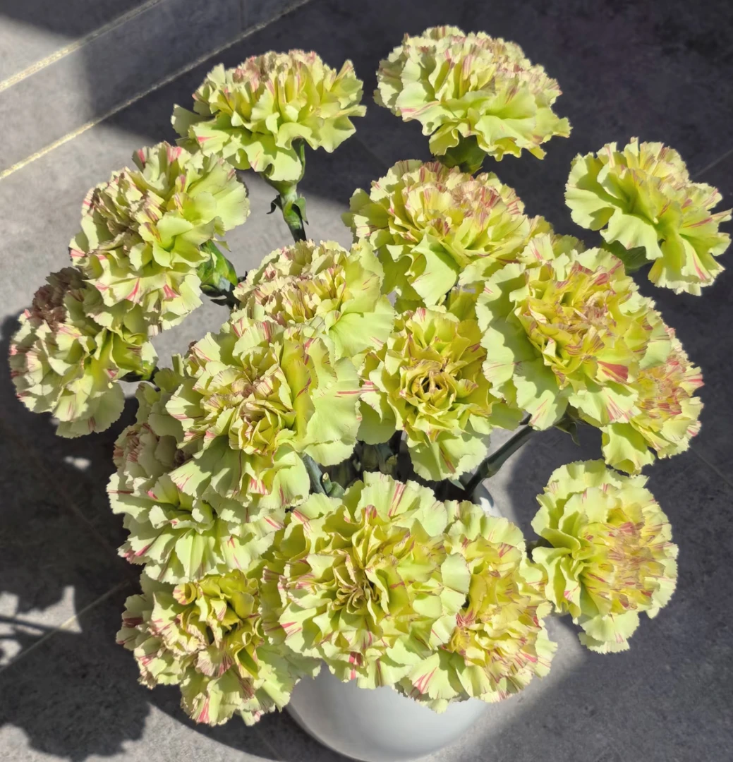 【淡妆康乃馨AK】20枝单头康乃馨 | 任意两单鲜花包邮