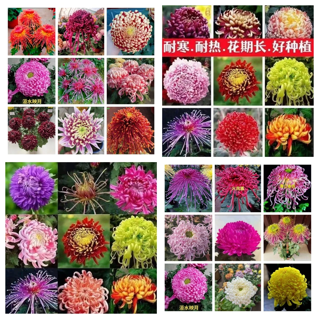 菊花苗四季开花九月菊花盆栽可食用庭院耐寒好养室内外花卉阳台