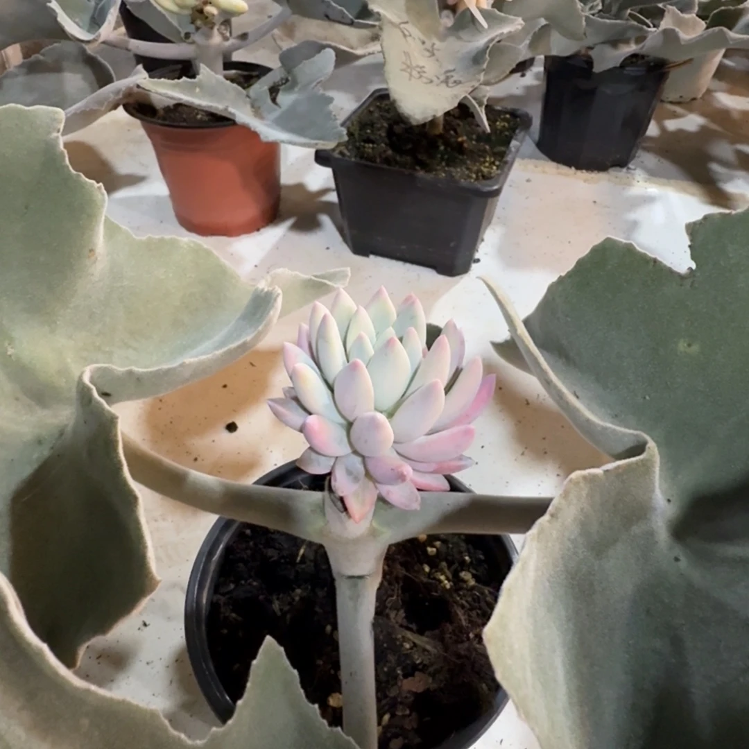 芝士桃桃 安吉园艺锦