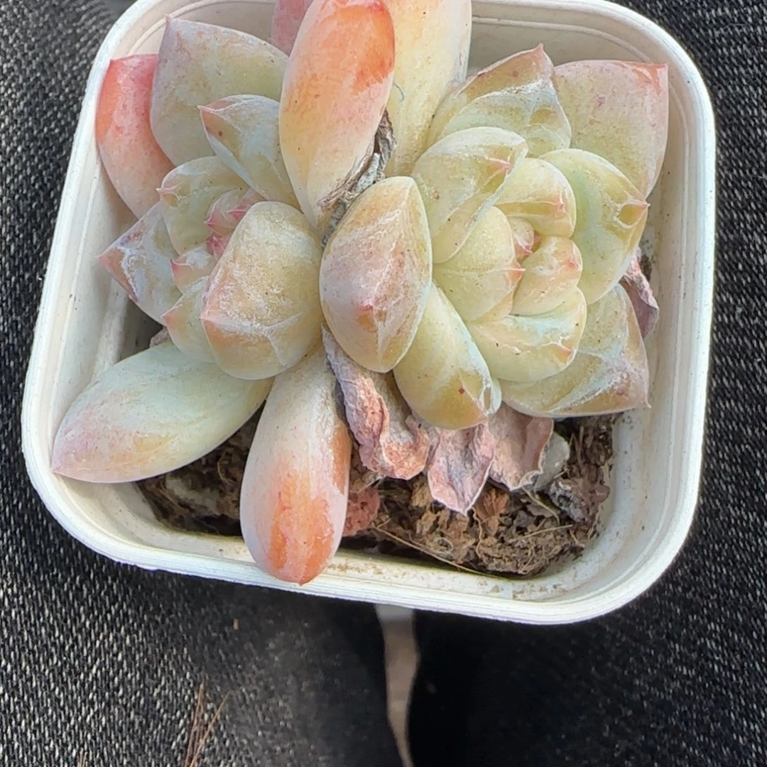 小卡拉米糖心一物一拍