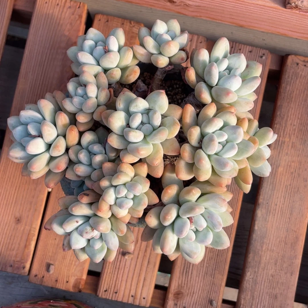 奶酪体香水群生无砍128