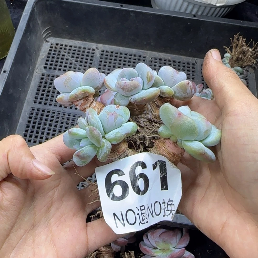 星影两颗一起一物一拍661