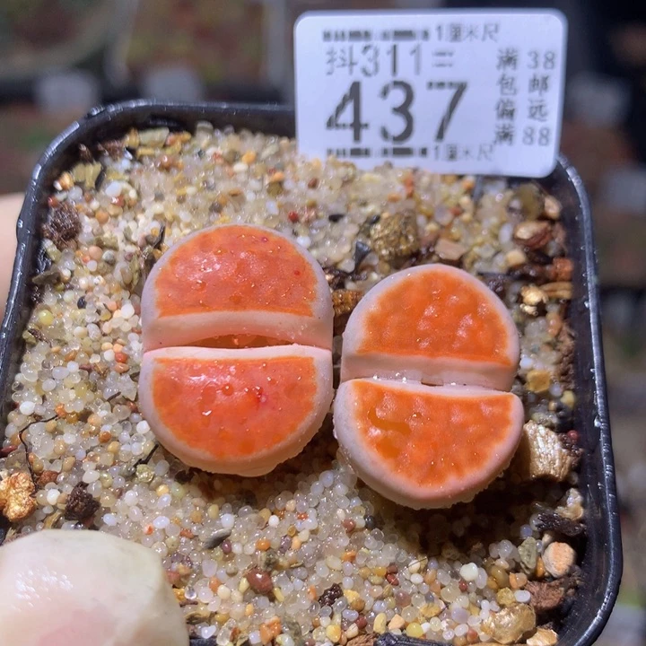 精品生石花311.437