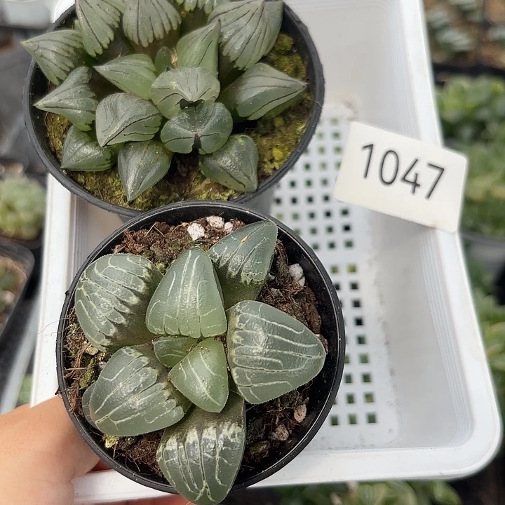 1047西瓜粉色甜心带盆