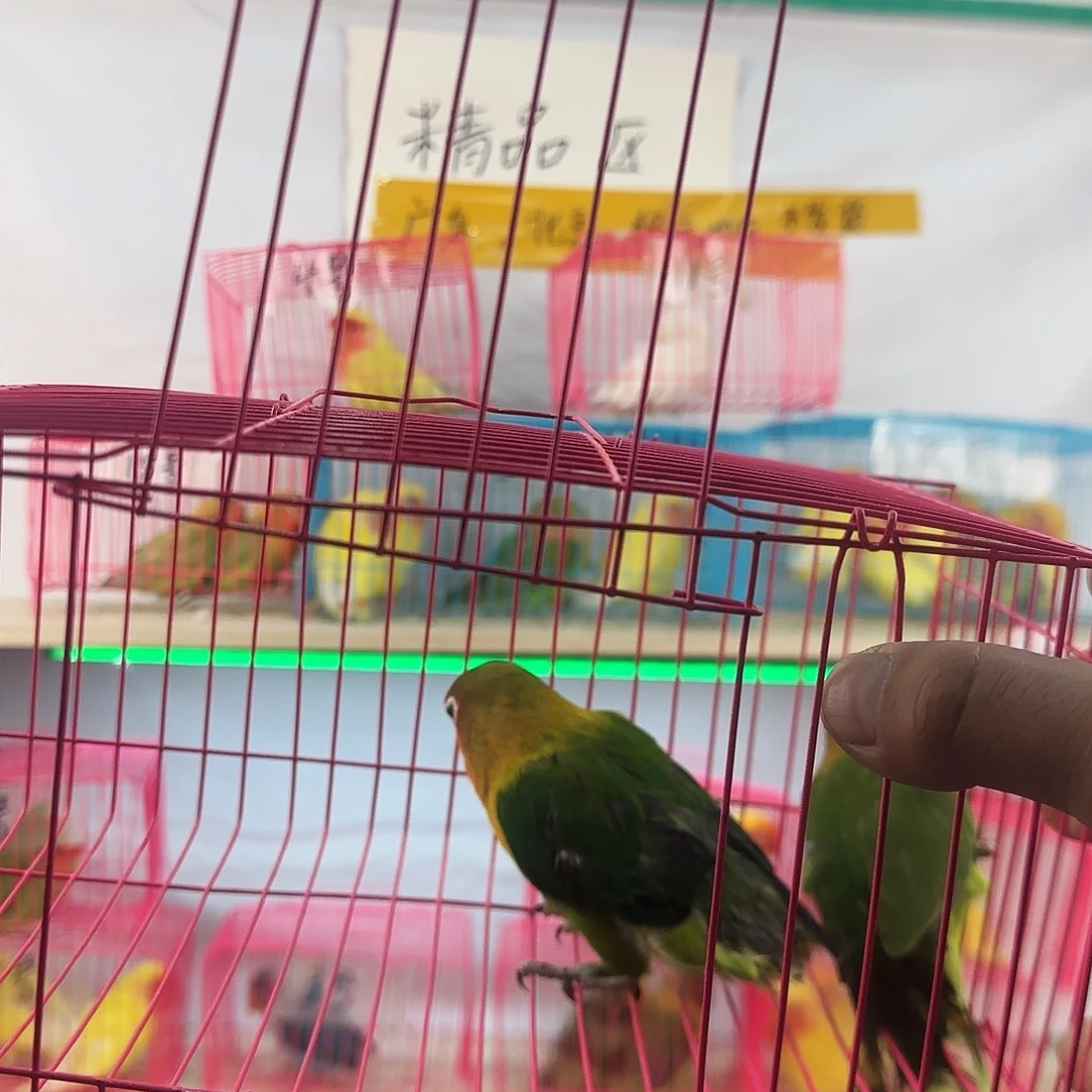 独***往虎皮鹦鹉一物一拍