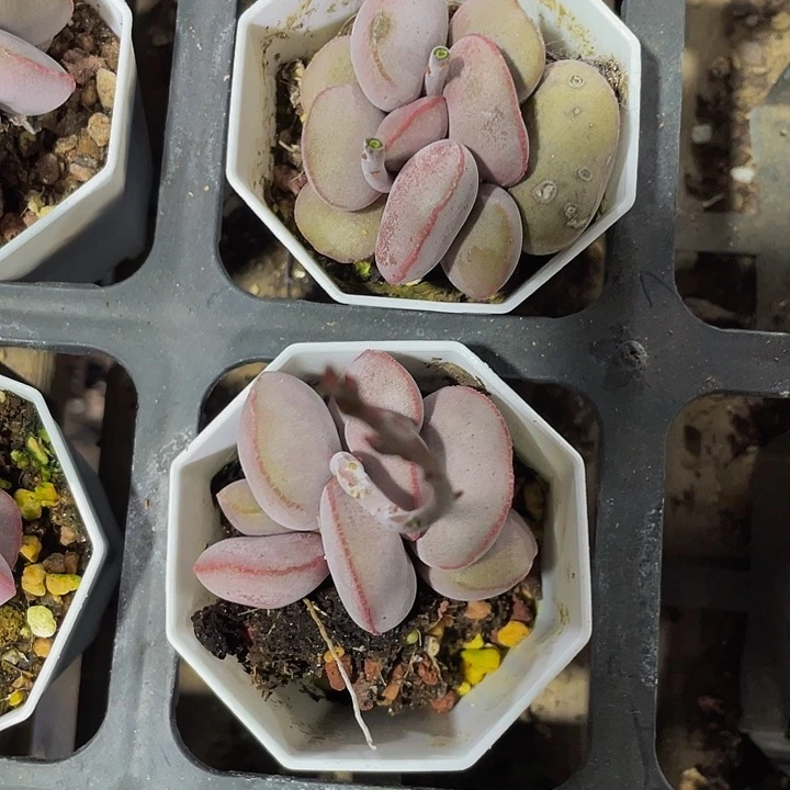 八角盆红蛋水泡带盆土发