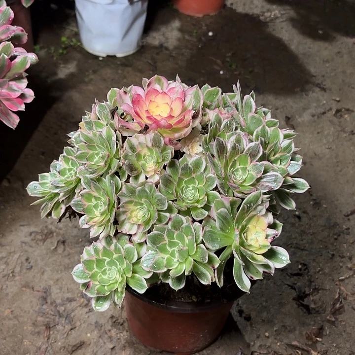 多肉植物海王主头是海鲜头4
