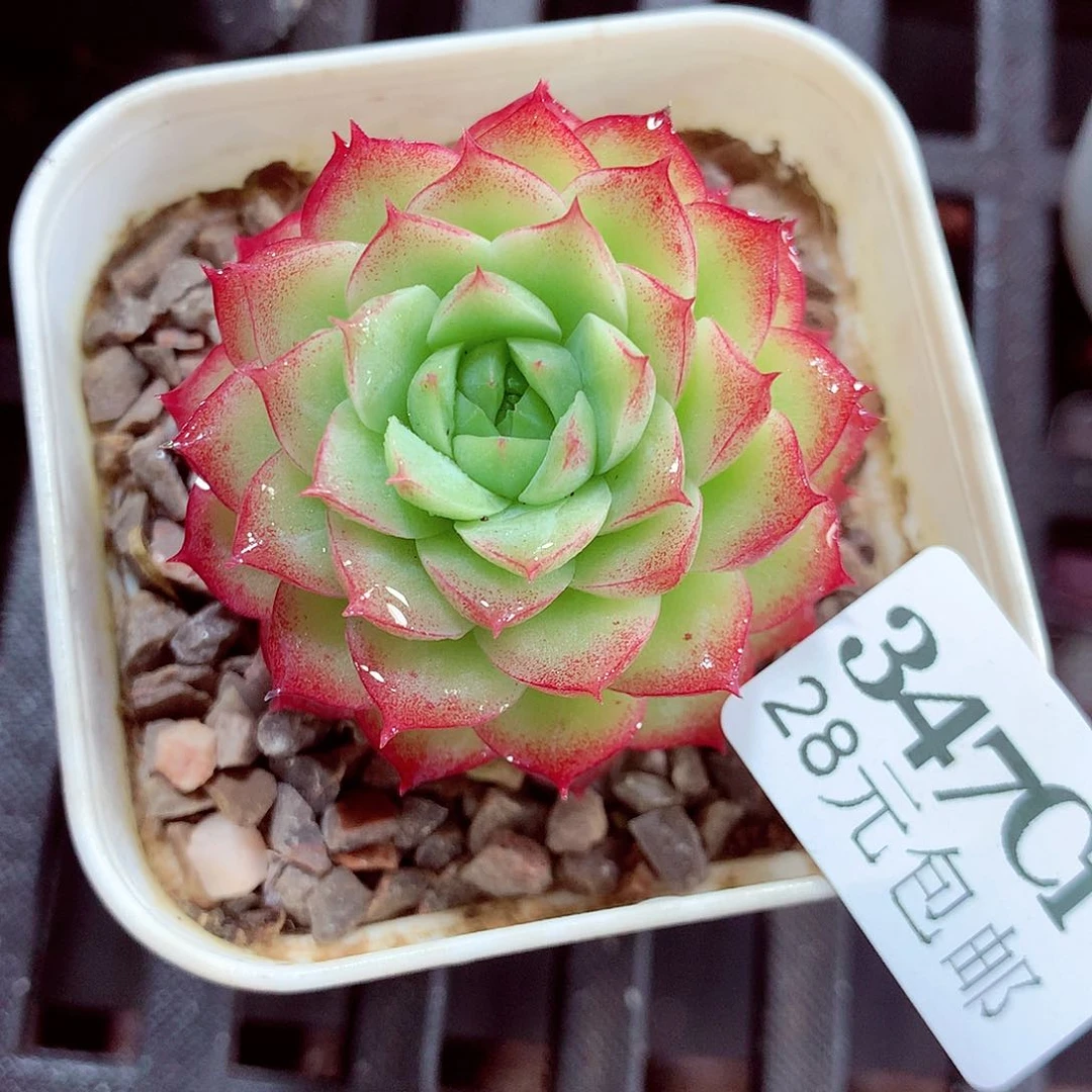 5厘米盆精控多肉347